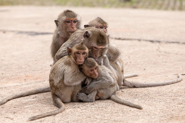 Family monkeys ( Crab-eating macaque )  cold in morning at the park of Thailand