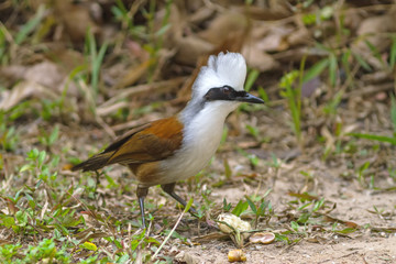 beautiful white-crested laughingthrush (Garrulax leucolophus) possing on eating rice  on grass at  Nam Nao national park , Thailand