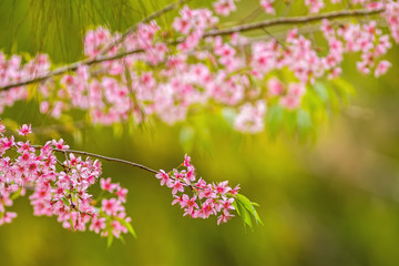 Blurred pink flower Wild himalayan cherry ,Bright color bokeh background