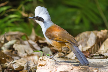 beautiful white-crested laughingthrush (Garrulax leucolophus) possing on branch in Nam Nao national park , Thailand