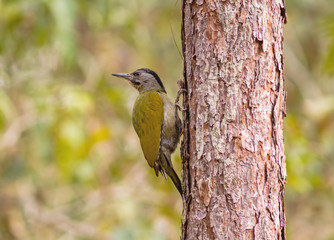A female Laced Woodpecker(Picus vittatus) drilling pines for food at Nam Nao national park ,Thailand