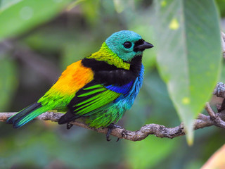 Green-headed Tanager
