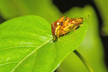 Golden tortoise beetle  hybridize on green leaf at night scene