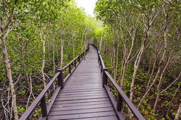 Wooden bridge the forest mangrove at Petchaburi, Thailand