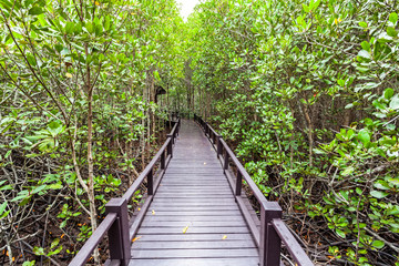 Fototapeta na wymiar Wooden bridge the forest mangrove at Petchaburi, Thailand