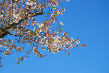 cherry blossom