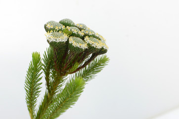 Brunia exotic plant closeup isolated on white background