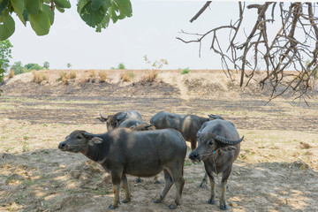 Buffalo in rural Thailand.