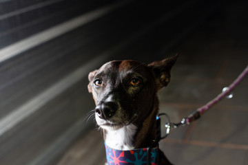 perro con mirada intensa