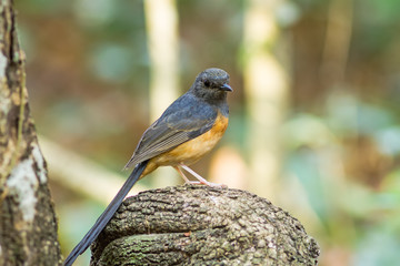 Beautiful female bird White Rumped Shama  or Copsychus Malabaricus  on branch