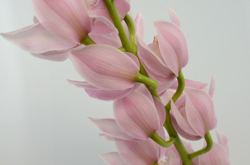 Yellow cymbidium flower on white background