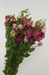 lisianthus flower on white background