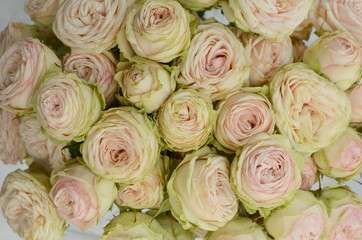 Obraz na płótnie Canvas Green rose flowers on white background