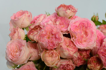 Pink Rose flowers on white background