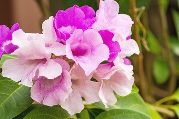 Close up pink flowerMansoa alliacea or garlic vine on natural light , is a species of tropical in the trumpet-creeper family. It is native to Northern South America, and has spread to Central America 