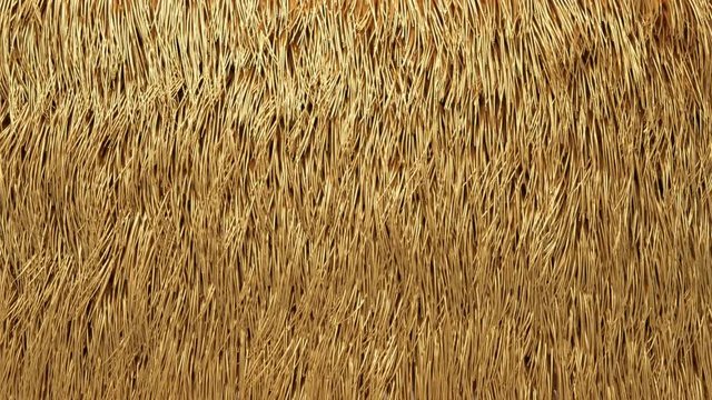 texture of feline animal skin in the wind 