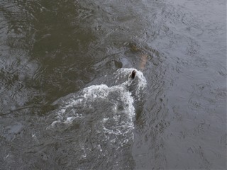 Obraz premium Branch in the water