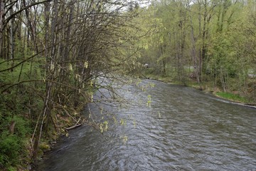 Cedar River in the spring