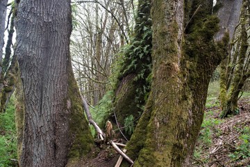 Oak tree with ferns growing on it