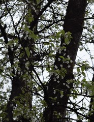 Fototapeta premium white buds on tree in the spring