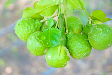 Kaffir lime, Kaffir lime from Thailand country