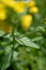 雨上がり