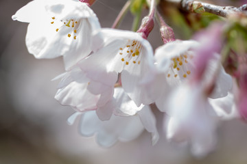 桜