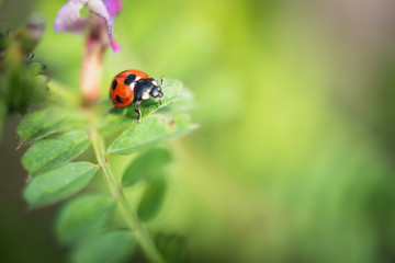 Fototapeta premium てんとう虫
