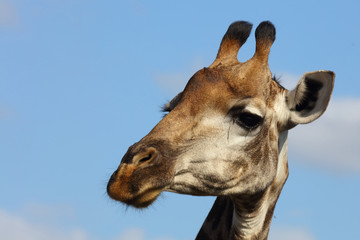 Naklejka premium Giraffe / Giraffe / Giraffa Camelopardalis