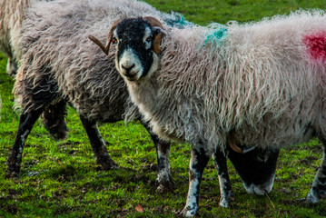 Sheeps in a meadow on green grass