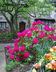 Fototapeta na wymiar house with large mauve rhododendron bush in front garden