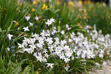 Obraz premium White Peacock Orchid blooming at garden