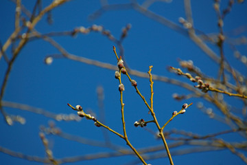 buds on willow branches against a blue sky