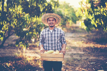 Young smart farmer, mordern mango farm