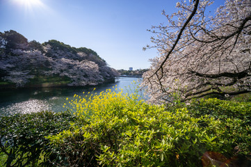 千鳥ヶ淵　桜