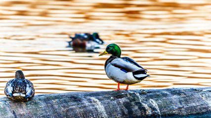 Mallard Ducks at Sunset on a log in a lagoon in the Reifel Bird Sanctuary of the Alaksen National Wildlife Area on Westham Island near Ladner, British Columbia, Canada