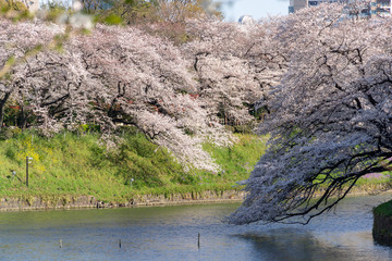 千鳥ヶ淵　桜