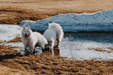 Two Samoyed dogs playing in melt water next to a snow pile in April. 