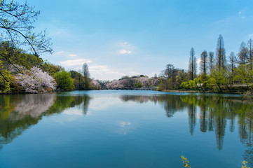 Fototapeta na wymiar The scenery of the forest is reflected in the lake water in Inokashira Park, It is a famous cherry blossom viewing place in Tokyo, Japan,