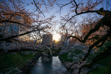 千鳥ヶ淵の桜と朝日