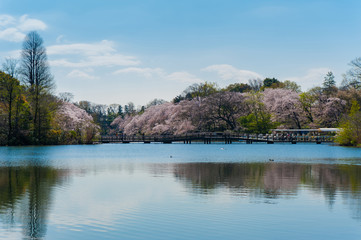 The scenery of the forest is reflected in the lake water in Inokashira Park, It is a famous cherry blossom viewing place in Tokyo, Japan,