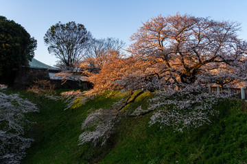 千鳥ヶ淵の桜と朝日