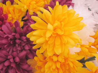 Fototapeta premium 菊