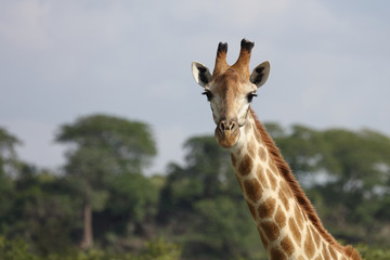 Fototapeta premium Giraffe / Giraffe / Giraffa Camelopardalis