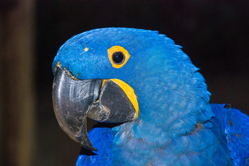 Arara Azul