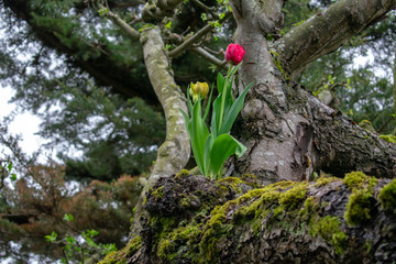 Tree Tulip