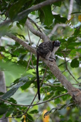 Tamarin Monkey