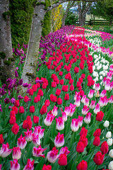 Garden of Tulip's