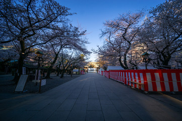 靖国神社 桜
