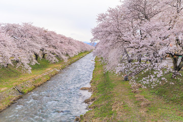 Cherry blossom trees or sakura  along the bank of Funakawa River in the town of Asahi , Toyama Prefecture  Japan.